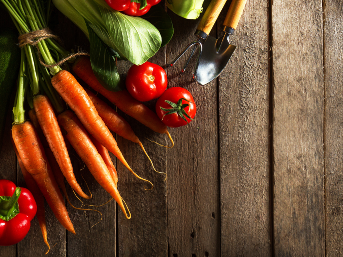 carrots, peppers, tomatoes and gardening implements on a wooden table